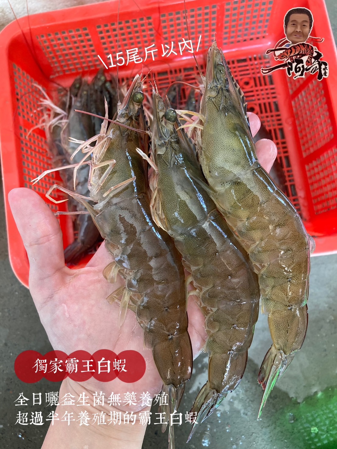 台灣益生菌養殖白蝦20/30